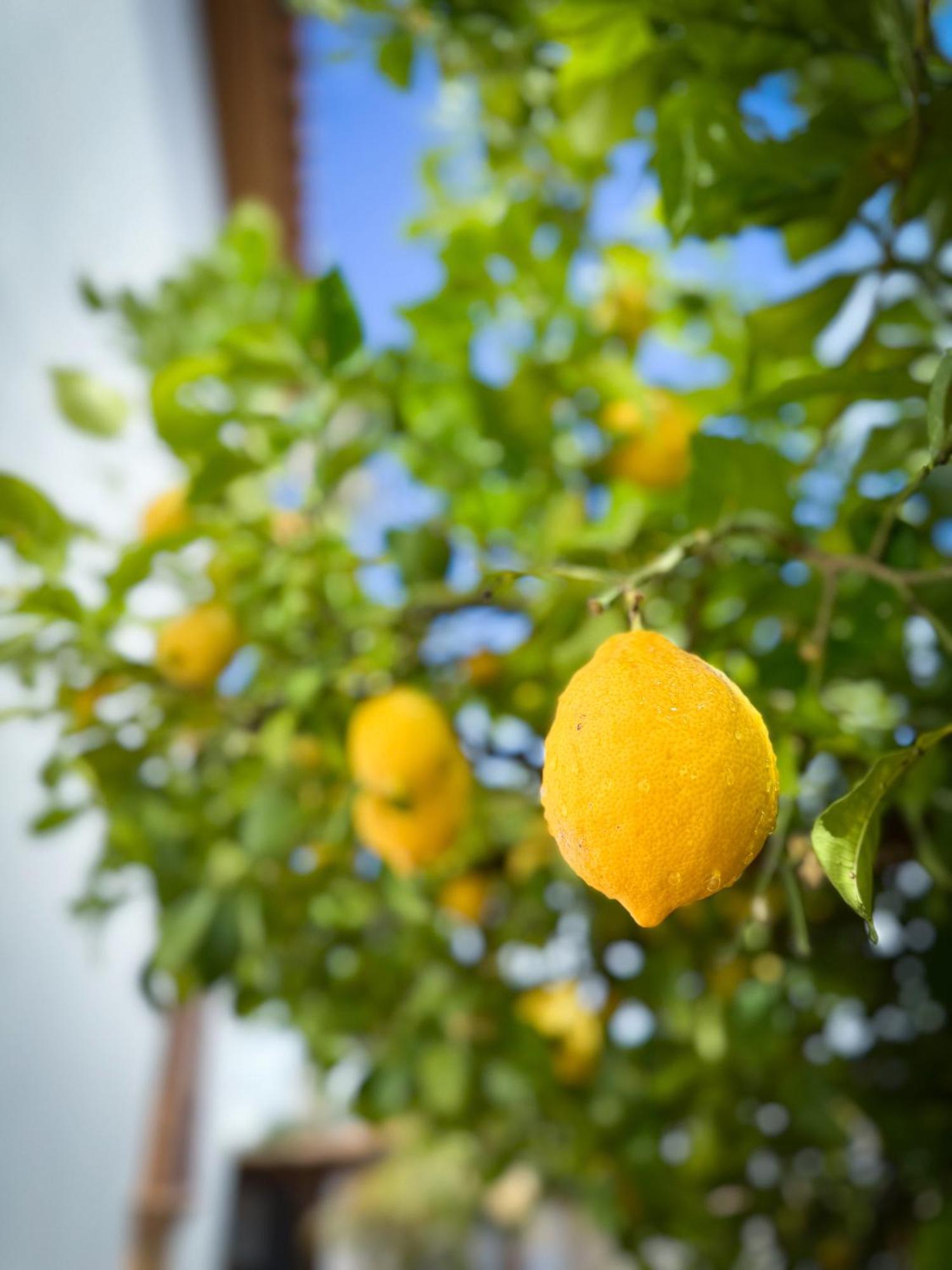 Alhaurín el Grande Casa Limon, Boutique Bed And Breakfast, Adults Only מראה חיצוני תמונה
